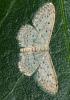 Idaea seriata